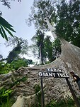 Tabin giant tree