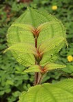 Plantje