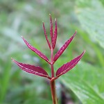 Macro fotografie
