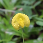 Gele bloem
