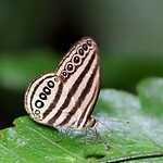 Vlinder