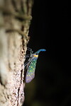 Lantarn bug