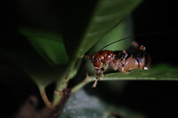 Krekel