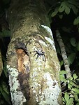 Tarantula