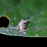 Rupsje van 0,5cm lang