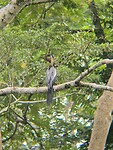 Reiger
