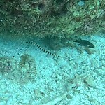 Pipefish (de gestreepte)