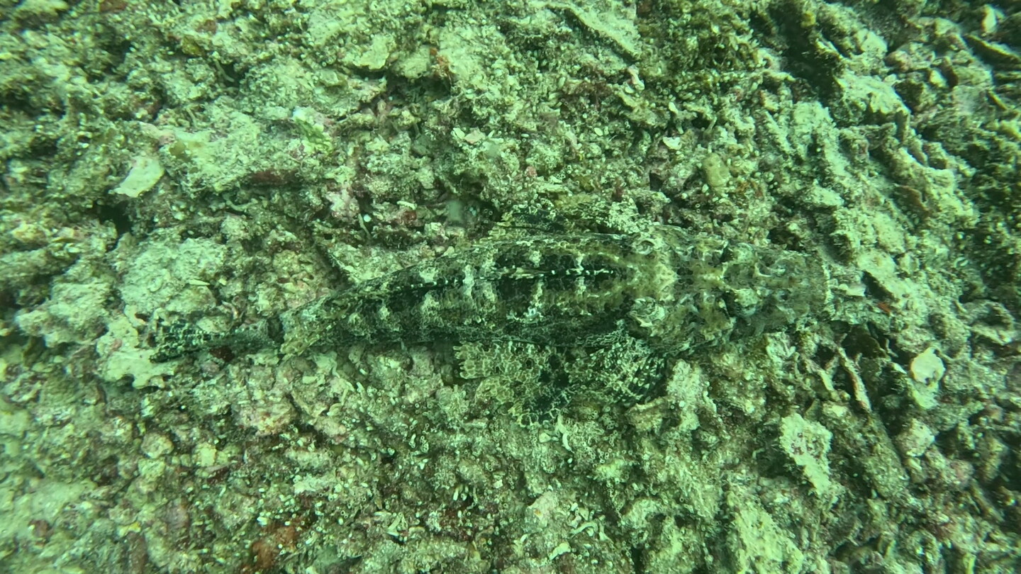 Krokodilvis