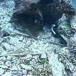 De octopus die van kleur verschiet