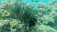 Feather coral