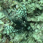 Scorpionfish (gevaarlijk)