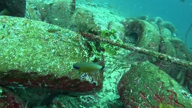 Scorpion leaf fish (2 stuks)