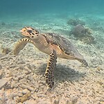 Hawksbill turtle