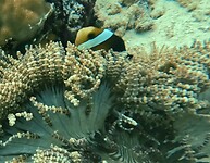 'Nemo' in z'n huisje