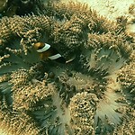 'Nemo'