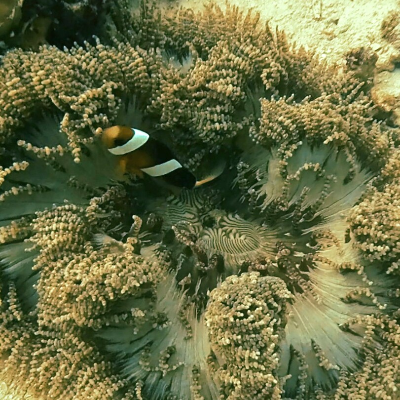 'Nemo'