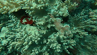 Leaf scorpion fish