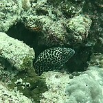 Murray eel