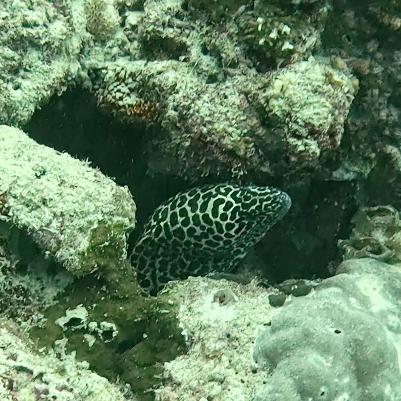 Murray eel