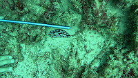 Grote nudibranch