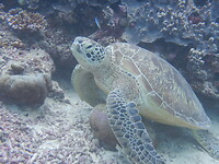 Green turtle