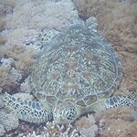 Grote groene zeeschildpad