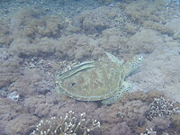 Green turtle met schoonmaakvisjes