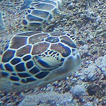 Kiekeboe zeeschildpad