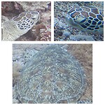 Turtle identification