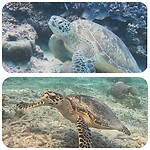 Boven: green turtle, onder: hawksbill turtle