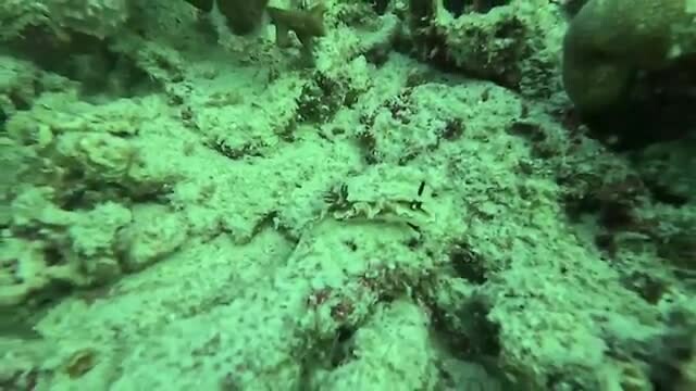 Nudibranch