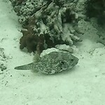 Pufferfish (denk ik)