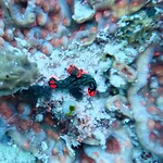 Nudibranch, neon