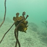Frogfish