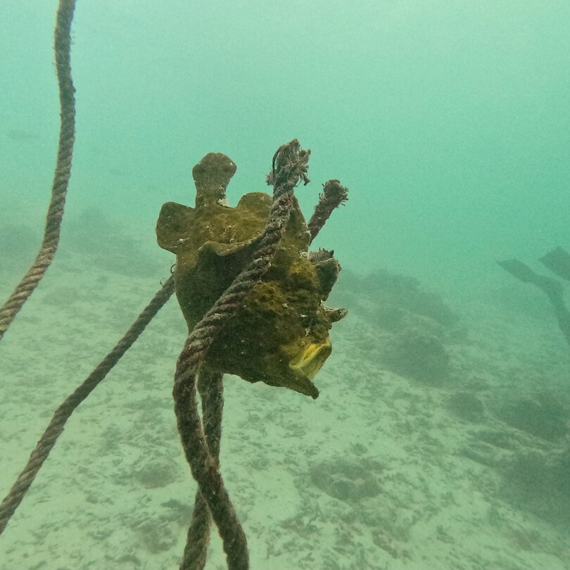 Frogfish