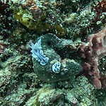 Nudibranch 2x