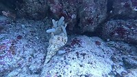 Triton slak eet een zeester