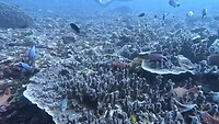 "Aquarium" of kraamkamer?