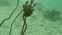 Frogfish on a rope