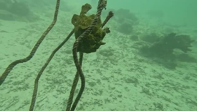 Frogfish on a rope