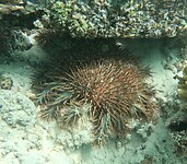Crown of thorns (invasive)