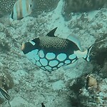 Clown triggerfish