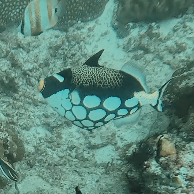Clown triggerfish