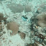 Clown triggerfish