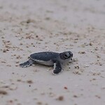 Groene baby zeeschildpad