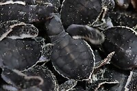 Groene baby zeeschildpad