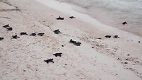 Vrijlaten baby zeeschildpadjes, 1 januari 6:00