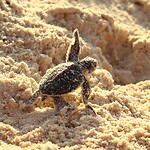 Zeeschildpadje op weg naar de zee