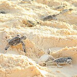 Zeeschildpadjes op weg naar vrijheid...