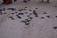 Uittocht zeeschildpadjes